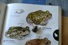 Growing Native with Petey Mesquitey: Spadefoot Puddles