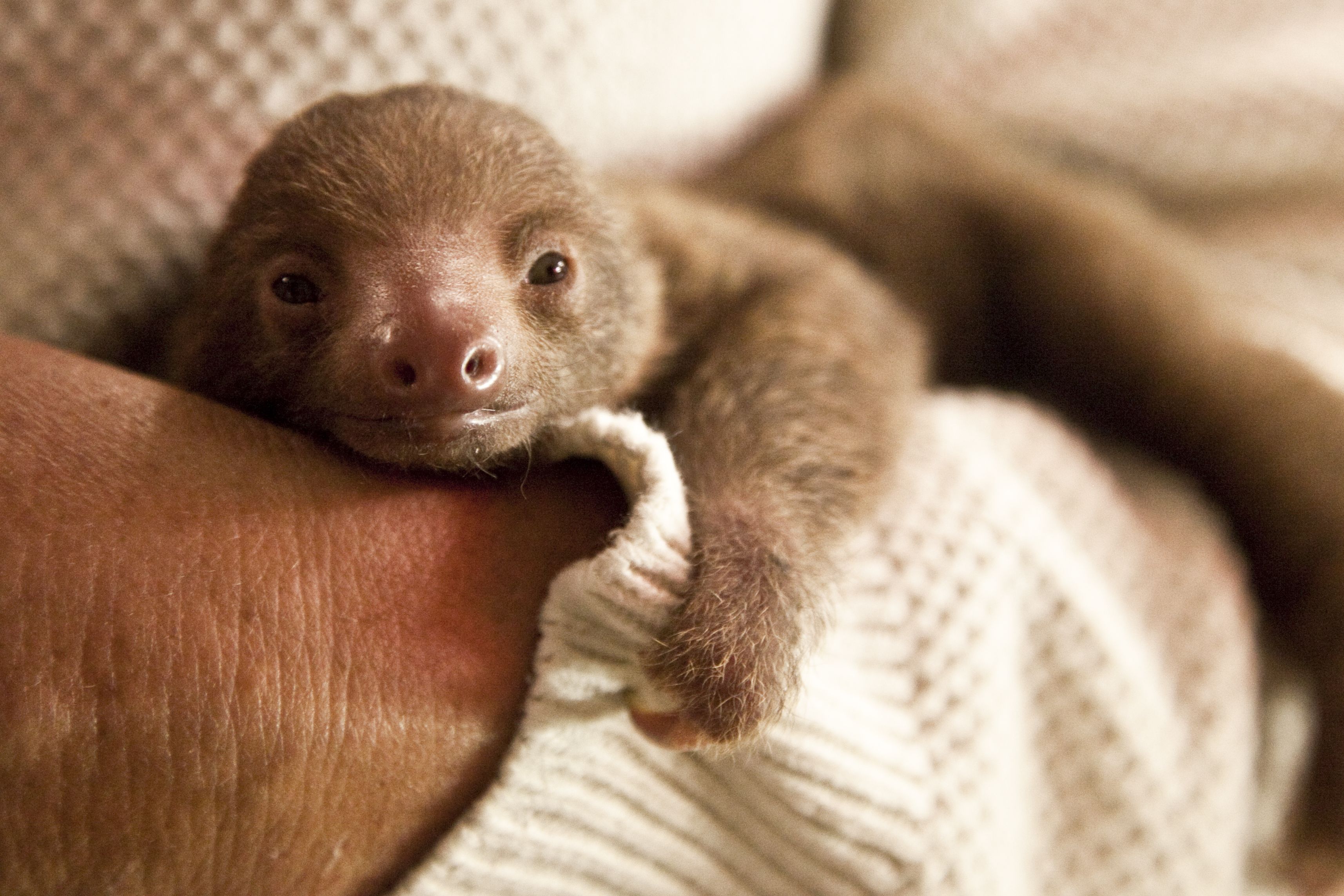 Adorable Sloth